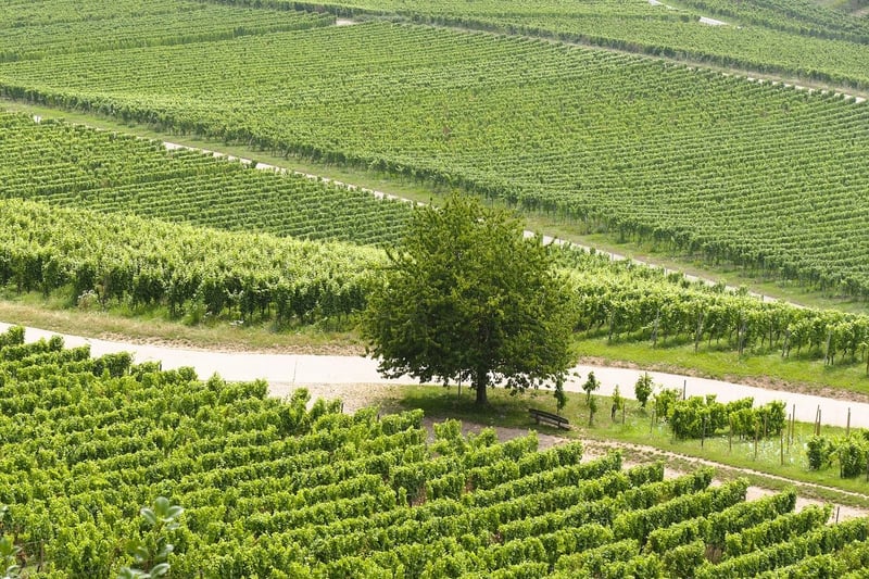 Vineyard Romance